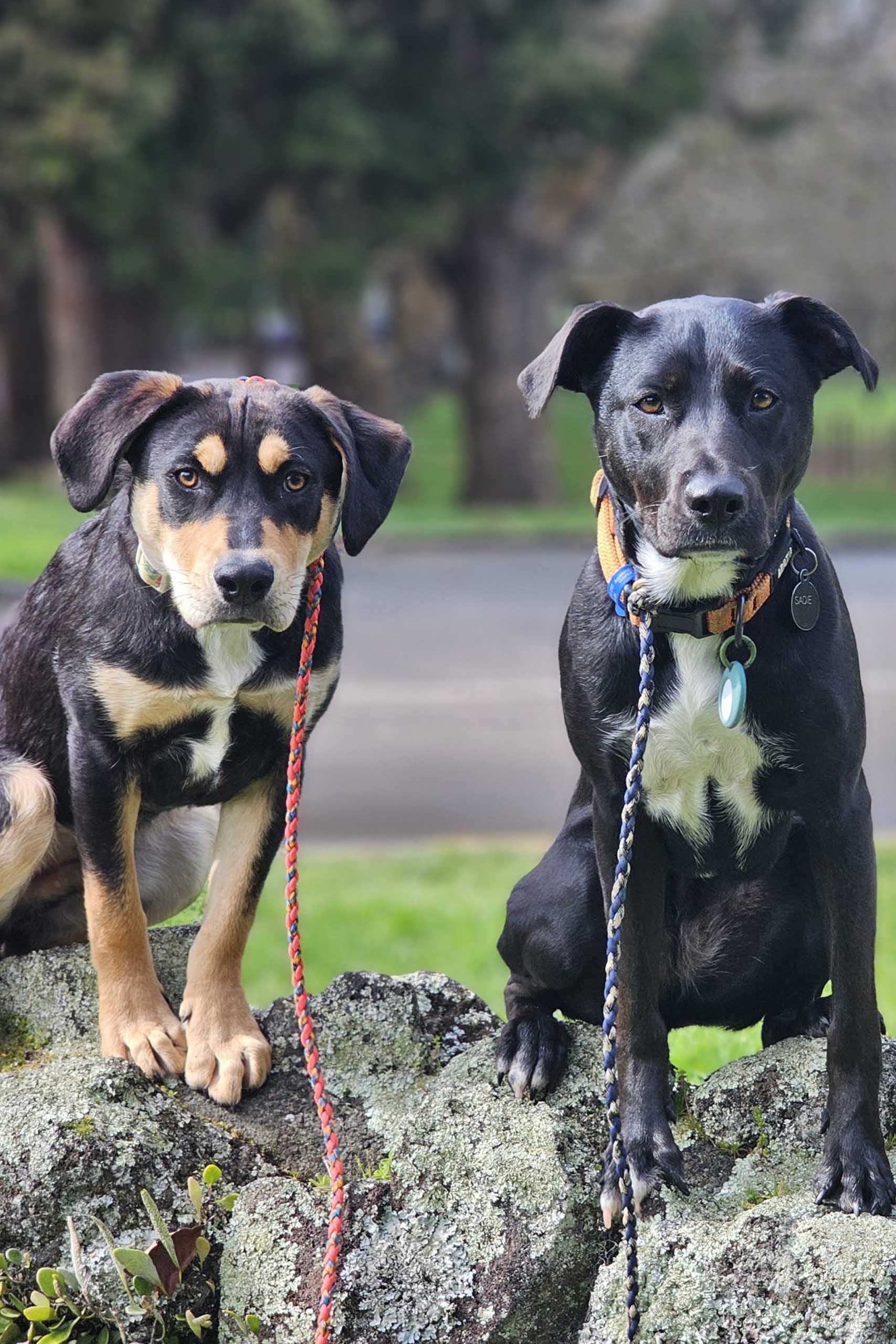 Day training for dogs