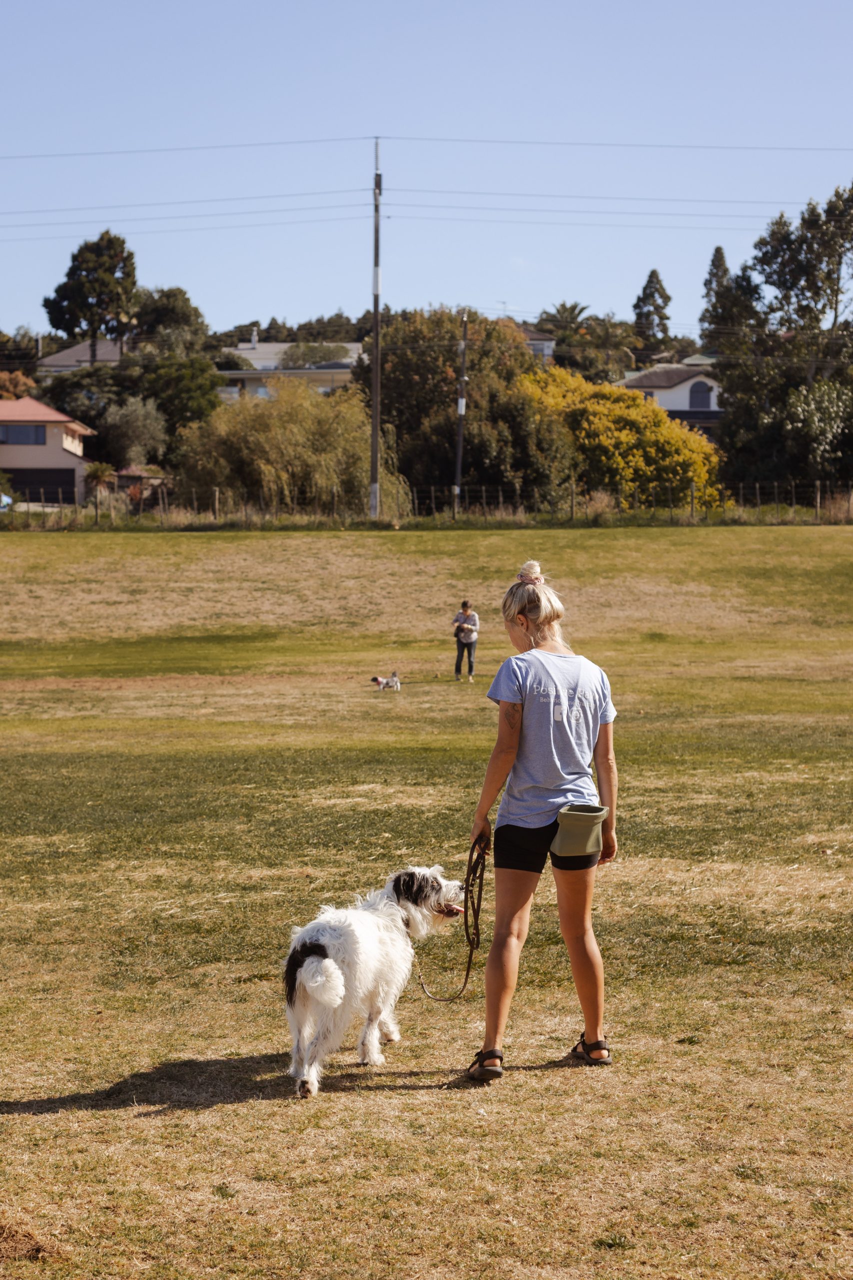 Day training old dog