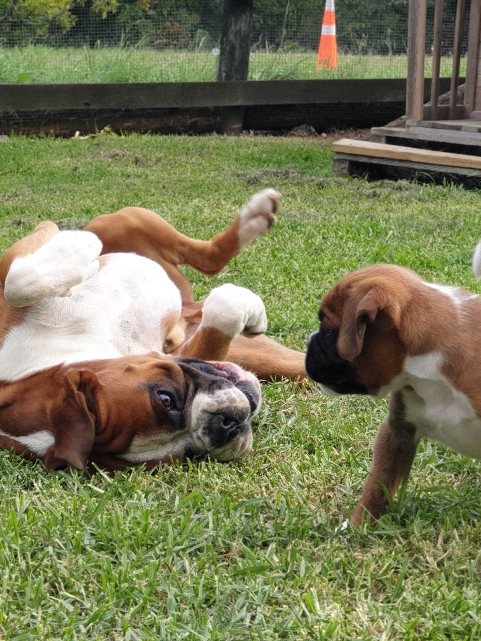 Adult boxer dog playing with puppy