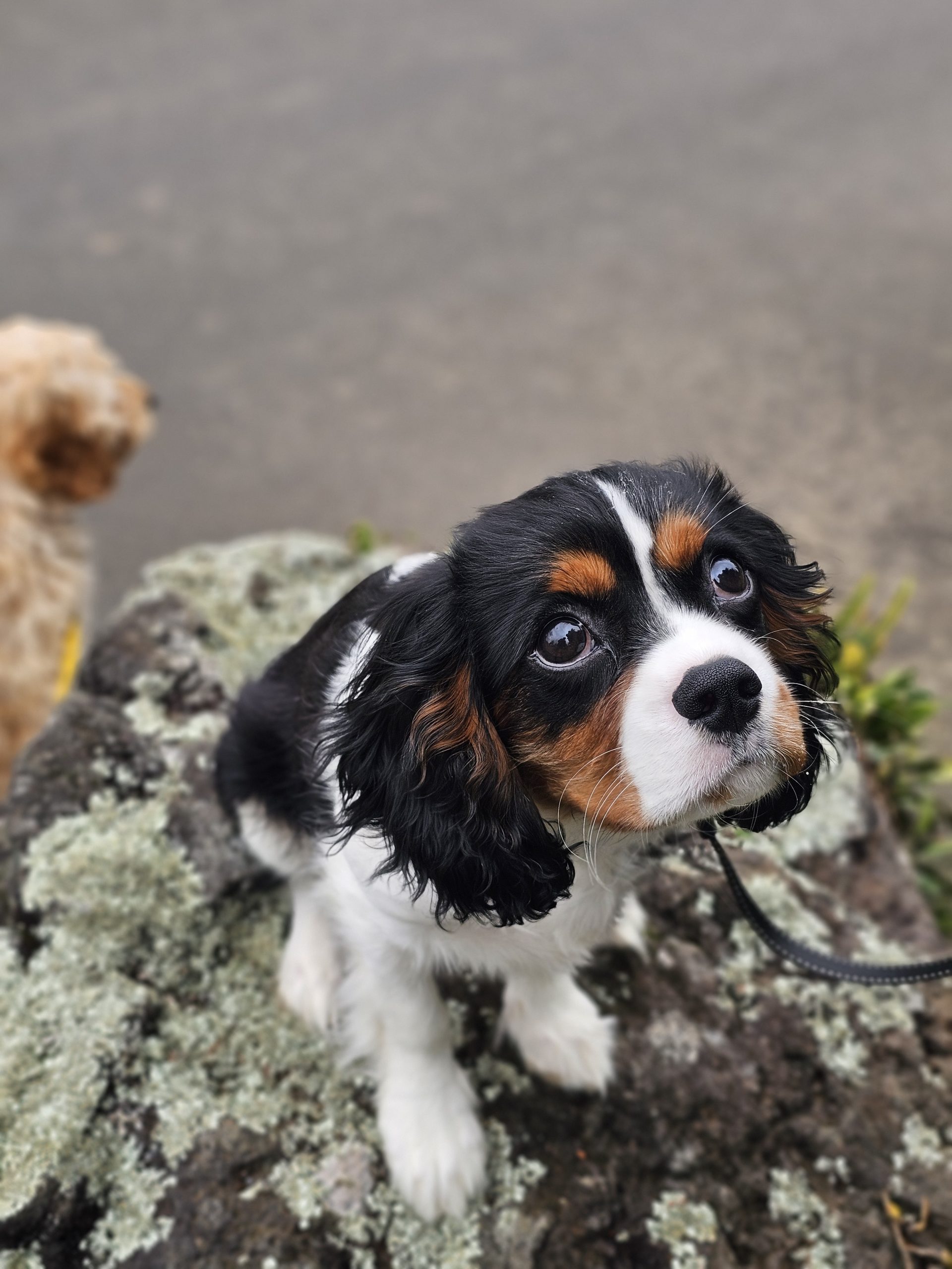 Long hair puppy