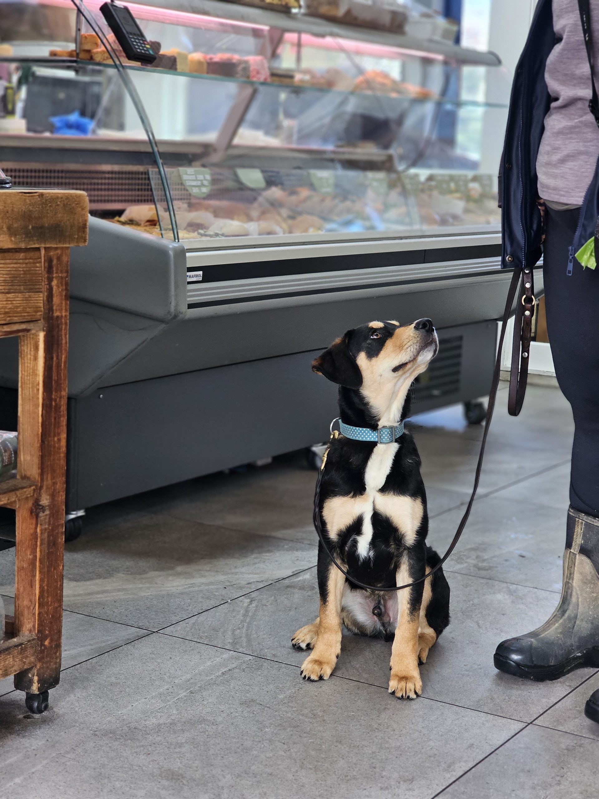 Getting dog used to trips to the shops