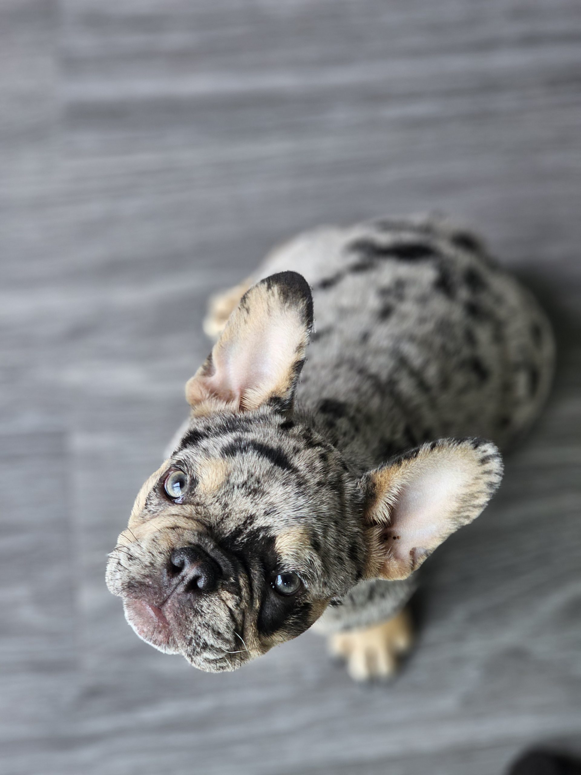 Dog waiting for a treat