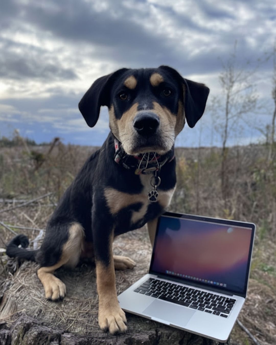 Online Dog Training on Laptop